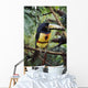 Collared Aracari On Tree Branch, Belize Wall Mural