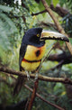 Collared Aracari On Tree Branch, Belize Wall Mural