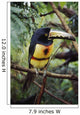 Collared Aracari On Tree Branch, Belize Wall Mural