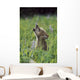 Wolf Puppy Howling In Mountain Meadow Wall Mural