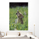 Wolf Puppy Howling In Mountain Meadow Wall Mural
