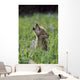 Wolf Puppy Howling In Mountain Meadow Wall Mural