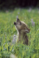 Wolf Puppy Howling In Mountain Meadow Wall Mural
