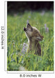 Wolf Puppy Howling In Mountain Meadow Wall Mural