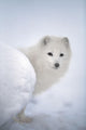 Arctic Fox Exploring Fresh Snow Wall Mural