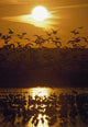 Snow Geese Wall Mural