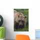 Grizzly Bear Wall Mural