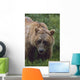 Grizzly Bear Wall Mural