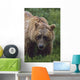 Grizzly Bear Wall Mural