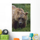 Grizzly Bear Wall Mural