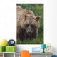 Grizzly Bear Wall Mural