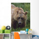 Grizzly Bear Wall Mural
