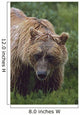 Grizzly Bear Wall Mural