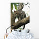 Margay In A Tree Wall Mural