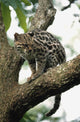 Margay In A Tree Wall Mural