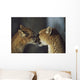 Mountain Lion Cub Nuzzles Mother's Face Wall Mural