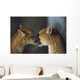 Mountain Lion Cub Nuzzles Mother's Face Wall Mural