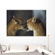 Mountain Lion Cub Nuzzles Mother's Face Wall Mural