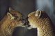 Mountain Lion Cub Nuzzles Mother's Face Wall Mural