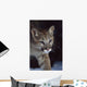 Mountain Lion Wall Mural