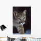 Mountain Lion Wall Mural