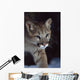 Mountain Lion Wall Mural