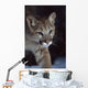 Mountain Lion Wall Mural