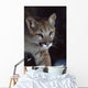 Mountain Lion Wall Mural