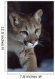 Mountain Lion Wall Mural