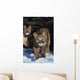 Mountain lion cub walking on snow toward camera, mother in background Wall Mural