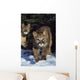 Mountain lion cub walking on snow toward camera, mother in background Wall Mural