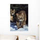 Mountain lion cub walking on snow toward camera, mother in background Wall Mural