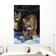Mountain lion cub walking on snow toward camera, mother in background Wall Mural