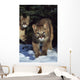 Mountain lion cub walking on snow toward camera, mother in background Wall Mural
