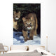 Mountain lion cub walking on snow toward camera, mother in background Wall Mural