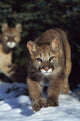 Mountain lion cub walking on snow toward camera, mother in background Wall Mural