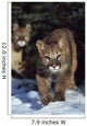 Mountain lion cub walking on snow toward camera, mother in background Wall Mural