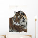 Siberian tiger portrait, with bits of snow on face and whiskers Wall Mural