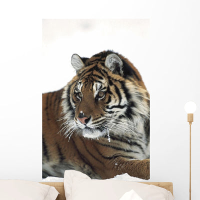 Siberian Tiger Portrait with Wall Mural shown on a wall