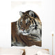 Siberian tiger portrait, with bits of snow on face and whiskers Wall Mural