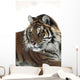 Siberian tiger portrait, with bits of snow on face and whiskers Wall Mural
