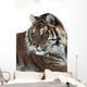 Siberian tiger portrait, with bits of snow on face and whiskers Wall Mural