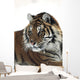 Siberian tiger portrait, with bits of snow on face and whiskers Wall Mural