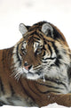Siberian tiger portrait, with bits of snow on face and whiskers Wall Mural