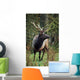 Roosevelt Elk Wall Mural