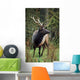 Roosevelt Elk Wall Mural