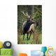 Roosevelt Elk Wall Mural