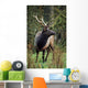 Roosevelt Elk Wall Mural