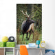 Roosevelt Elk Wall Mural