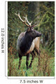 Roosevelt Elk Wall Mural